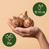 35x Bulb Sunny Garden - Zonnige tuinbol - Diversen - Zomerbloeier - Bolmaat 10/12