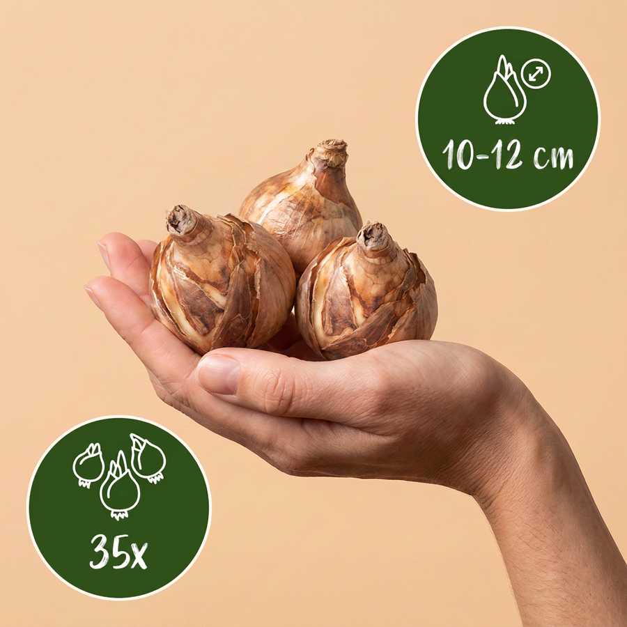 Bollenmix zonnige tuin — 35 stuks (bolmaat 10/12)