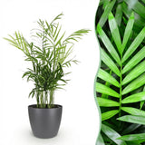 Green boutiQ - Kamerplant - Chamaedorea elegans - Goudpalm - Huisdiervriendelijke Plant - Groen - 1 Plant - met Potter Grijs - Pot 12cm - Hoogte 15cm