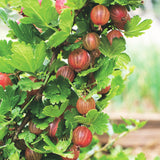 Green boutiQ - Fruitplant - Ribes uva-crispa Hinnonmäki Röd - Kruisbes - Winterhard - Rode Bes - 2 Planten - Pot 15cm - Hoogte 50cm