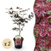 Green boutiQ - Terrasplant - Japanse Esdoorn - Acer palmatum Bloodgood - Rood - 2 Planten - Bladverliezend - Pot 19cm Hoogte 70cm