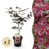 Green boutiQ - Terrasplant - Japanse Esdoorn - Acer palmatum Bloodgood - Rood - 2 Planten - Bladverliezend - Pot 19cm Hoogte 70cm
