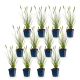 Green boutiQ - Grassen - Pennisetum alop. Hameln - Lampenpoetsergras - Met Pluim - Groen - 12 Planten - Pot 11cm - Hoogte 15-25cm