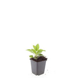 24x Rudbeckia fulgida 'Goldsturm' - ↕10-25cm - Ø9cm
