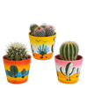 Bolcactus mix 8,5 cm | 3 stuks - in Mexicaanse pot