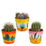 Bolcactus mix 8,5 cm | 3 stuks - in Mexicaanse pot