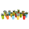 Cactus en vetplanten mix 5.5 cm | 15 stuks - in gekleurde plasticpot