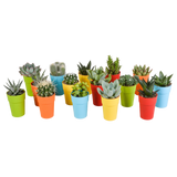 Cactus en vetplanten mix 5.5 cm | 15 stuks - in gekleurde plasticpot