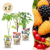 Green boutiQ - Fruitplanten - Tricolour - Rode Bes - Gele Framboos - Zwarte Braam- Winterhard - 6 Planten - Pot9cm