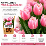 Tulpenbollen Apricot Delight — abrikoosroze tulp, 20 stuks (maat 11/12)
