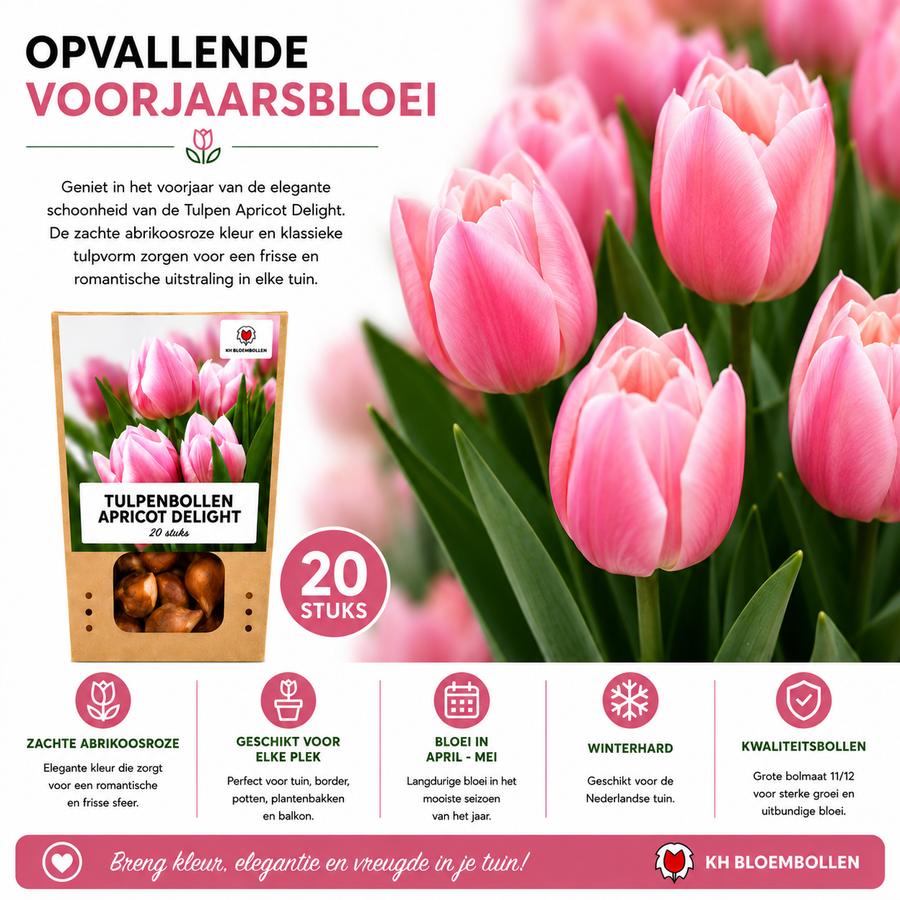 Tulpenbollen Apricot Delight — abrikoosroze tulp, 20 stuks (maat 11/12)