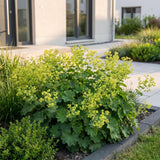 Green boutiQ - Vasteplant - Alchemilla mollis - Vrouwenmantel - Bodembedekkend - Geel - 6 Planten - Pot 11cm - Hoogte 15-25cm