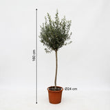 Olea Europaea op stam - 160cm- Ø24