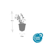 48x Hypericum dummeri 'Peter Dummer' - ↕10-25cm - Ø9cm