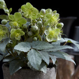 Green boutiQ - Tuinplant - Lenten Rose - Helleborus sternii Silver Dollar - GroeneBloem -2 Planten- Groenblijvend - Pot 14cm Hoogte 35cm