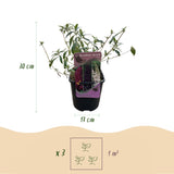 Green boutiQ - Vlinderstruik - Buddleja davidii Tricolour - Bloem Roze , Wit en Paars - 1 Plant - Bladverliezend - Vlinderlokkend -Pot 17cm Hoogte 30cm