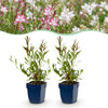 Green boutiQ - Vasteplant - Gaura Duo - Prachtkaars - Bijen en Vlinderlokkers - Roze - Wit - 6 Planten - Pot 11cm - Hoogte 15-25cm