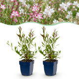 Green boutiQ - Vasteplant - Gaura Duo - Prachtkaars - Bijen en Vlinderlokkers - Roze - Wit - 6 Planten - Pot 11cm - Hoogte 15-25cm