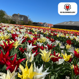 Tulpenbollen Tres Chic mix — rood, geel en wit, 20 stuks (maat 11/12)