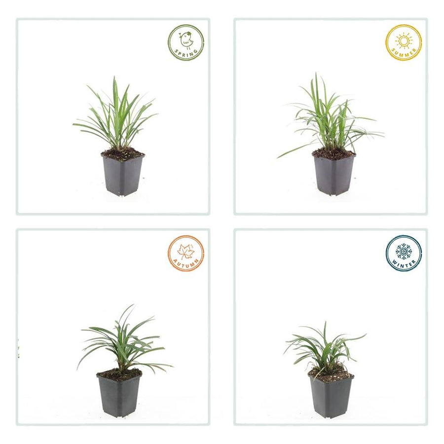 Liriope muscari 'Moneymaker' – 60 planten · pot Ø9 cm · 10-25 cm hoog (foto 2)