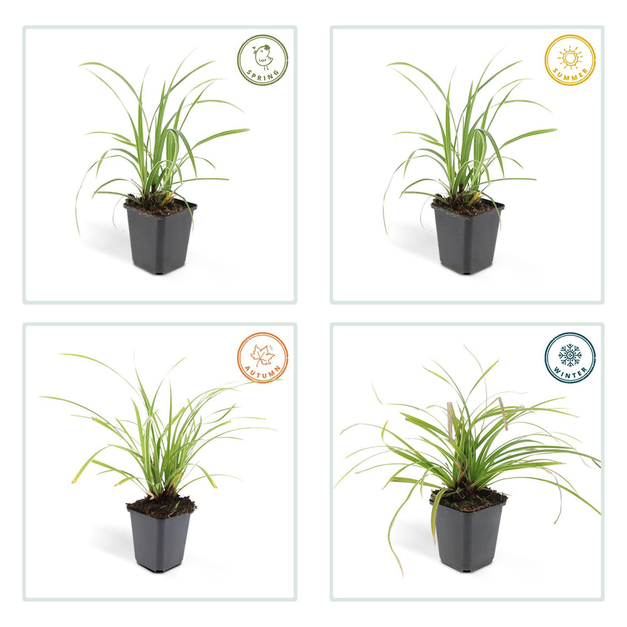 Carex morrowii 'Ice Dance' – 6 planten · pot Ø9 cm · 10-25 cm hoog (foto 5)