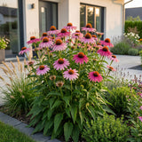 Green boutiQ - Vasteplant - Echinacea purp. Magnus - Zonnehoed - Bijen- en vlinderlokkers - Roze - 24 Planten - Pot 11cm - Hoogte 15-25cm