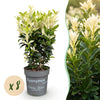 Green boutiQ - 8x Euonymus japonica Paloma Blanca - Kardinaalsmuts - Haagplanten - Groenblijvend - Groen - Wit - Pot 9cm - Hoogte 20-30cm