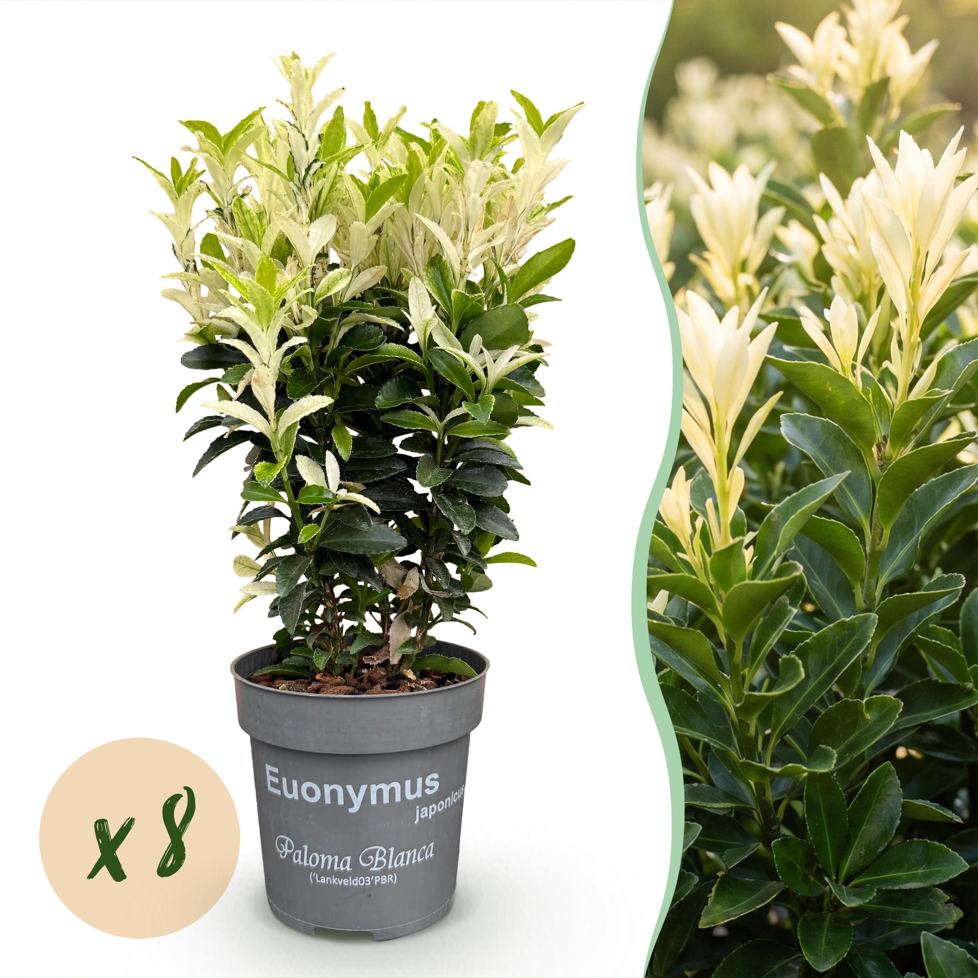 Green boutiQ - 8x Euonymus japonica Paloma Blanca - Kardinaalsmuts - Haagplanten - Groenblijvend - Groen - Wit - Pot 9cm - Hoogte 20-30cm