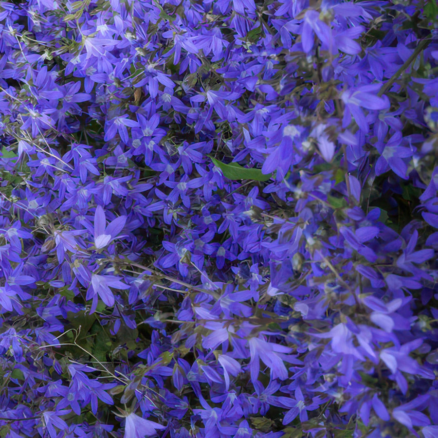 Campanula poscharskyana 'Stella' – 12 planten · pot Ø9 cm · 10-25 cm hoog (foto 6)