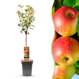 Green boutiQ - Fruitboom - Malus domestica Jonagold - Appelboom - Winterhard - Geel-Groene Appel - 1 Plant - Pot 21cm - Hoogte 90cm