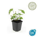 24x Anemone tom. 'Robustissima' - ↕10-25cm - Ø9cm
