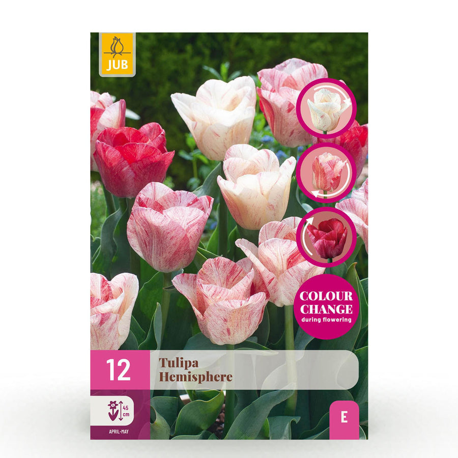 Tulpenbollen Hemisphere mix — gemengde kleuren, 12 stuks (bolmaat 11/12)