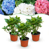Green boutiQ - Tuinplant - Hydrangea macrophylla Tricolour - Hortensia - Winterhard - Roze-Blauw-Wit - 3 Planten - Pot 12cm - Hoogte Hoogte 20-30cm