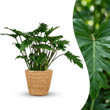Green boutiQ - Kamerplant - Philodendron - Philodendron Xanadu - Groen - Weinig onderhoud - 1 Plant - met Mand - Pot 19cm - Hoogte 60cm