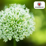 Alliumbollen White Giant — witte sierui, 5 stuks