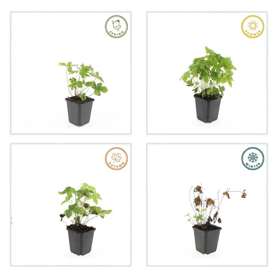Geranium nodosum – 6 planten · pot Ø9 cm · 10-25 cm hoog (foto 5)