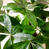 Green BoutiQ - Green is... Kamerplanten - Pachira Aquatica multi stam - Geldboom - Weinig onderhoud - met mand - Groen - 2 Planten - Pot 17cm - Hoogte 50-55cm
