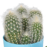 Cactus mix 5.5 cm - 5x - in gekleurde plasticpot