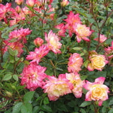 Green boutiQ - Tuin Roos - Rosa Tricolor Fairy - Roos - Winterhard - Geel-Roze - 3 Planten - Pot 12cm - Hoogte Hoogte 20-25cm