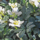 6x Helleborus niger - ↕10-25cm - Ø9cm