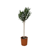 Nerium Oleander op stam met roze bloem - 170cm - Ø30