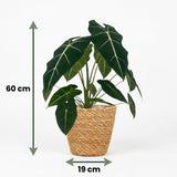 Green boutiQ - Kamerplant - Olifantsoor - Alocasia Frydek - Groen - Weinig onderhoud - 1 Plant - met Mand - Pot 19cm - Hoogte 60cm