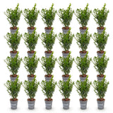 Green boutiQ - 24x Buxus sempervirens - Palmboompje - Haagplanten - Groenblijvend - Groen - Pot 9cm - Hoogte 20-25cm