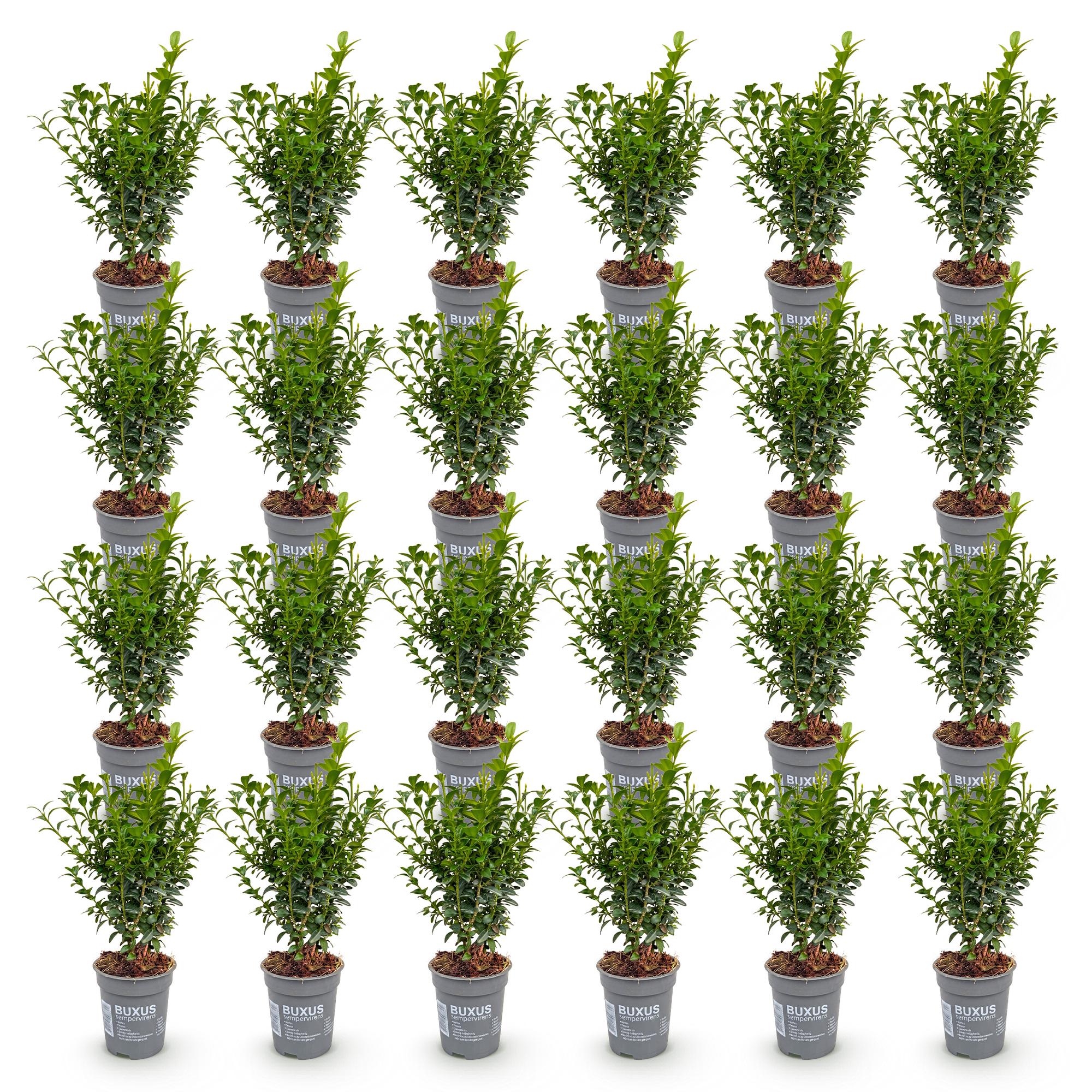 Green boutiQ - 24x Buxus sempervirens - Palmboompje - Haagplanten - Groenblijvend - Groen - Pot 9cm - Hoogte 20-25cm