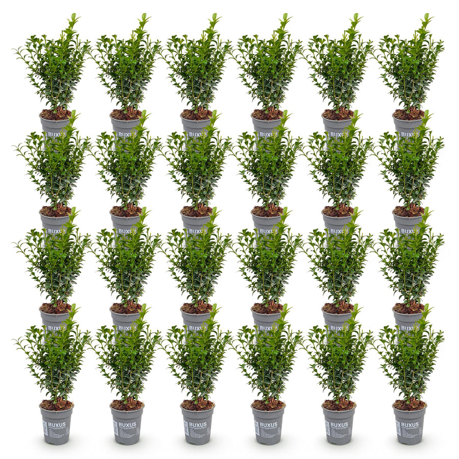 Buxus sempervirens — Palmboompjehaag, 24 stuks, 20-25 cm
