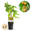 Green boutiQ - Fruitplant - Framboos - Rubus idaeus Fallgold- Gele Framboos - 2 planten -Pot 11cm Hoogte 40cm