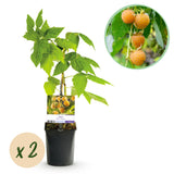Green boutiQ - Fruitplant - Framboos - Rubus idaeus Fallgold- Gele Framboos - 2 planten -Pot 11cm Hoogte 40cm