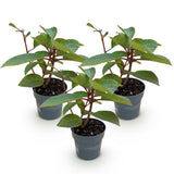 Green boutiQ - Tuinplant - Hydrangea panniculata Living Infinity - Pluimhortensia - Winterhard - Wit - 3 Planten - Pot 12cm - Hoogte Hoogte 20-30cm