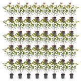 Green boutiQ - 40x Photinia fraseri Carre Rouge - Glansmispel - Haagplanten - Groenblijvend - Rood - Pot 9cm - Hoogte 25-35cm