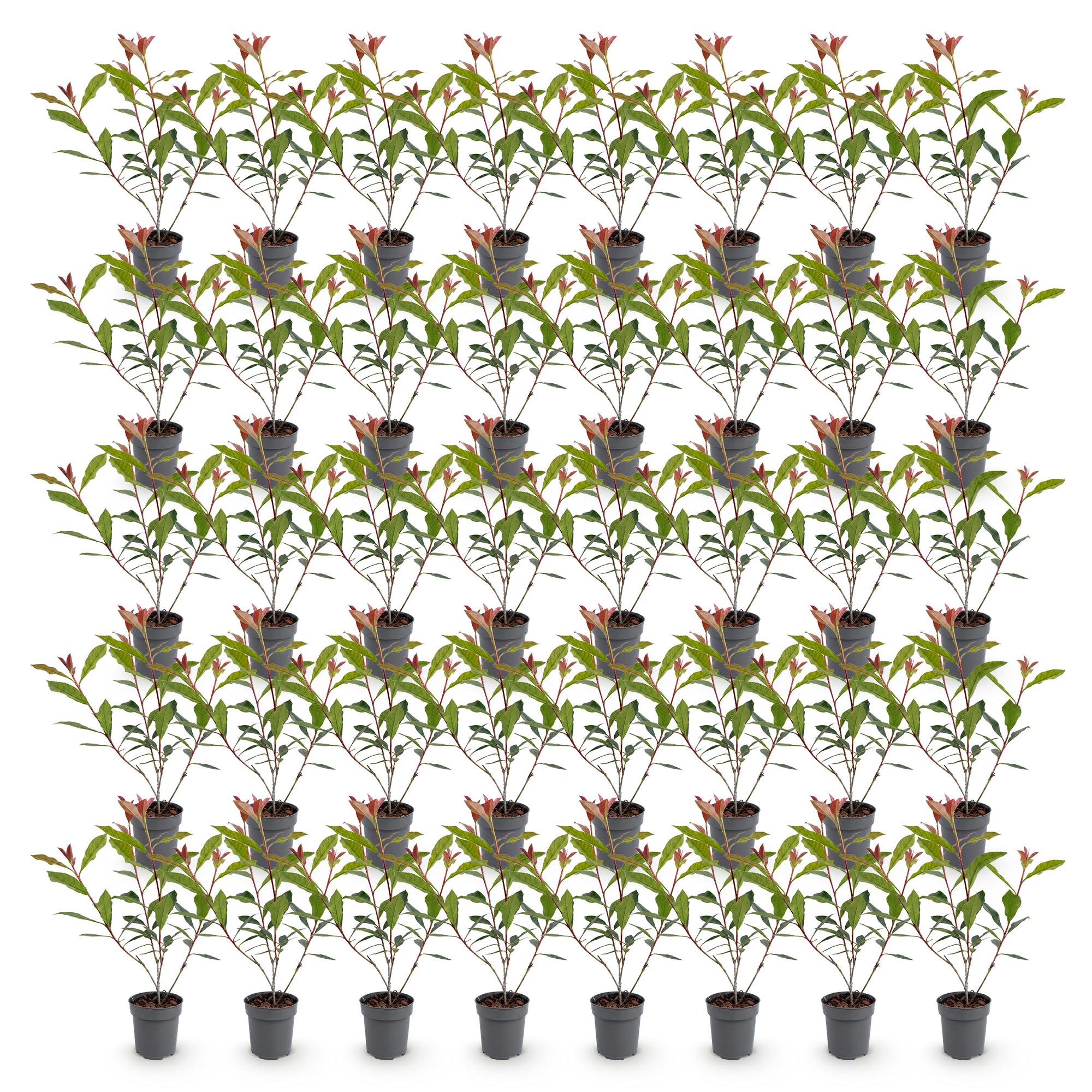 Green boutiQ - 40x Photinia fraseri Carre Rouge - Glansmispel - Haagplanten - Groenblijvend - Rood - Pot 9cm - Hoogte 25-35cm